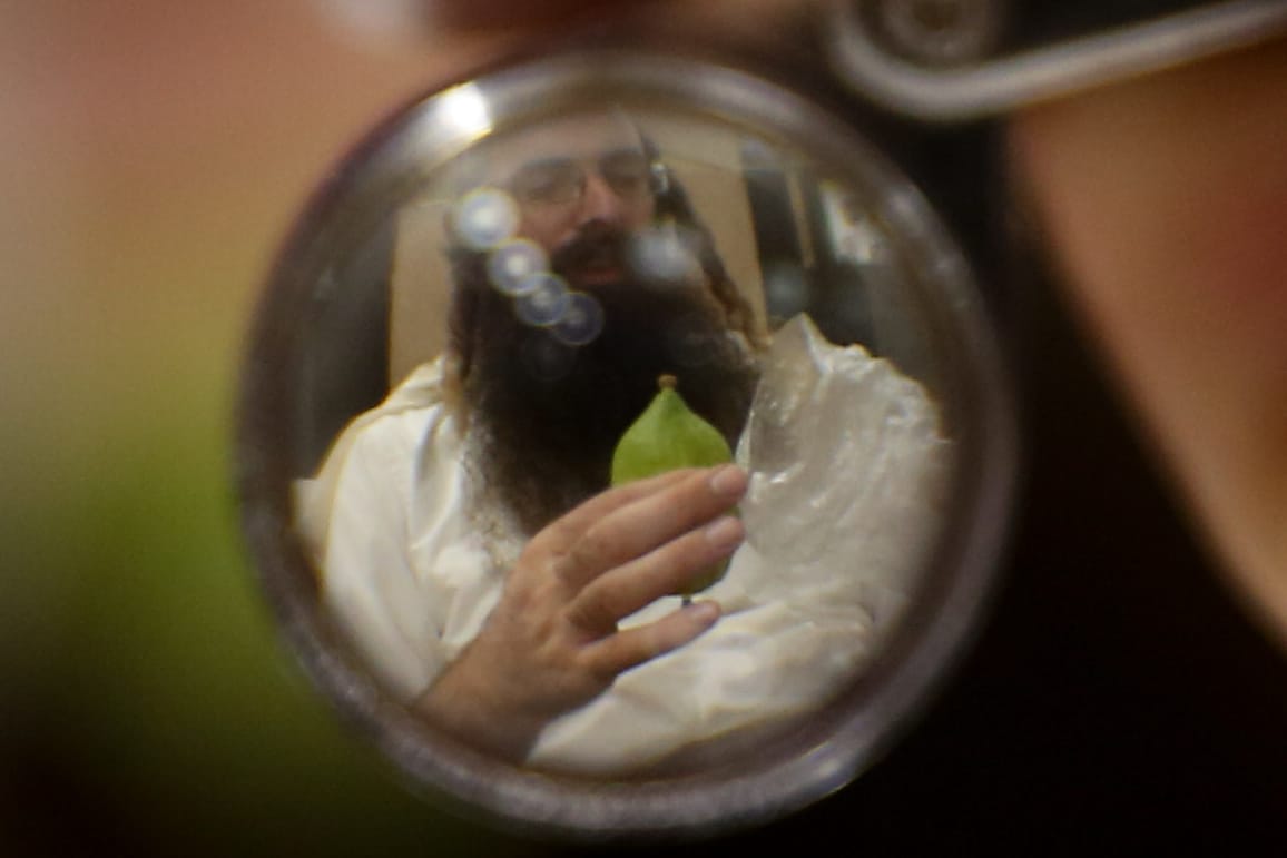 מיוחד: תקציר הלכות קניית ארבעת המינים