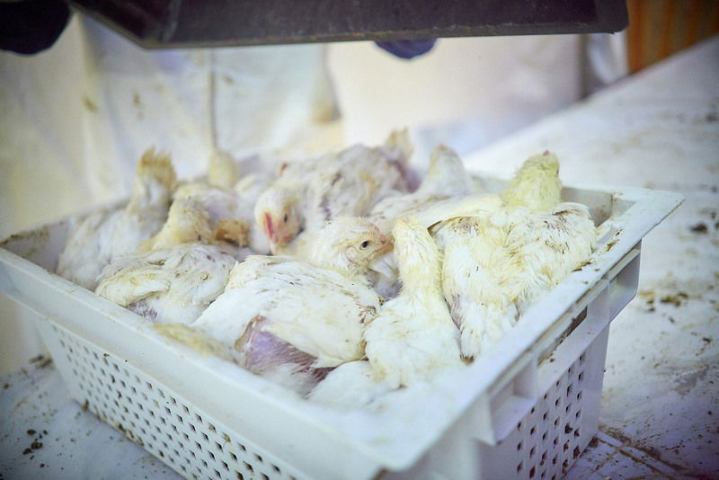 היום הקדוש במרכז מוסקבה • תיעוד מסכם