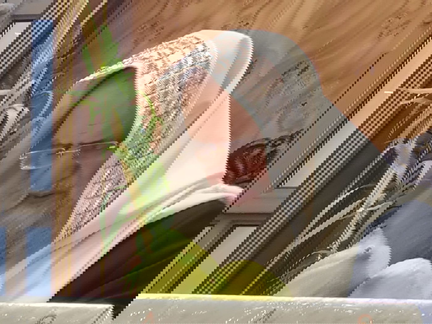 הוֹשַׁע נָא לְמַעַן פֵּאֲרָךְ: הגאון רבי ראובן אלבז בניענועים