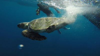 צפו: צבת הים החומה הוחזרה למים בתל אביב