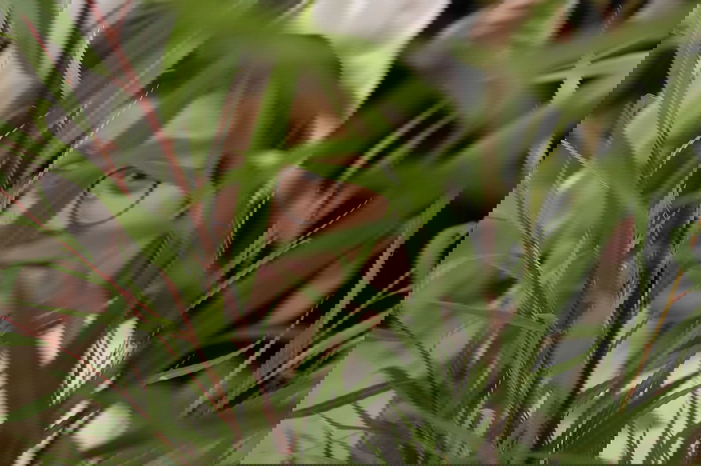 עם קיטל: הירושלמים קנו מורביות להושענות