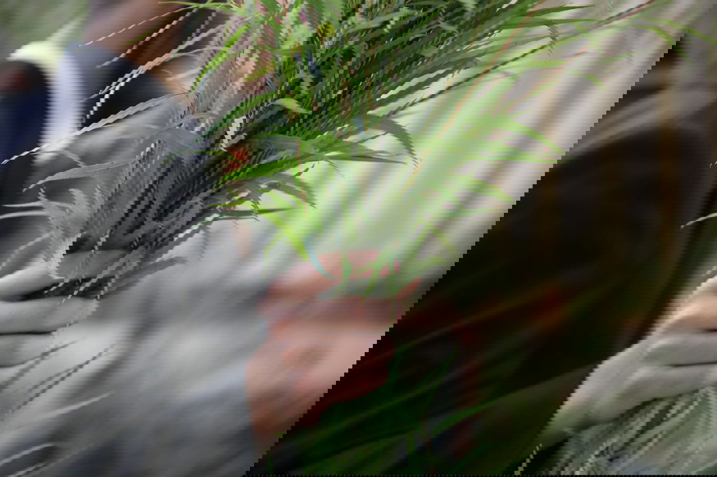 עם קיטל: הירושלמים קנו מורביות להושענות