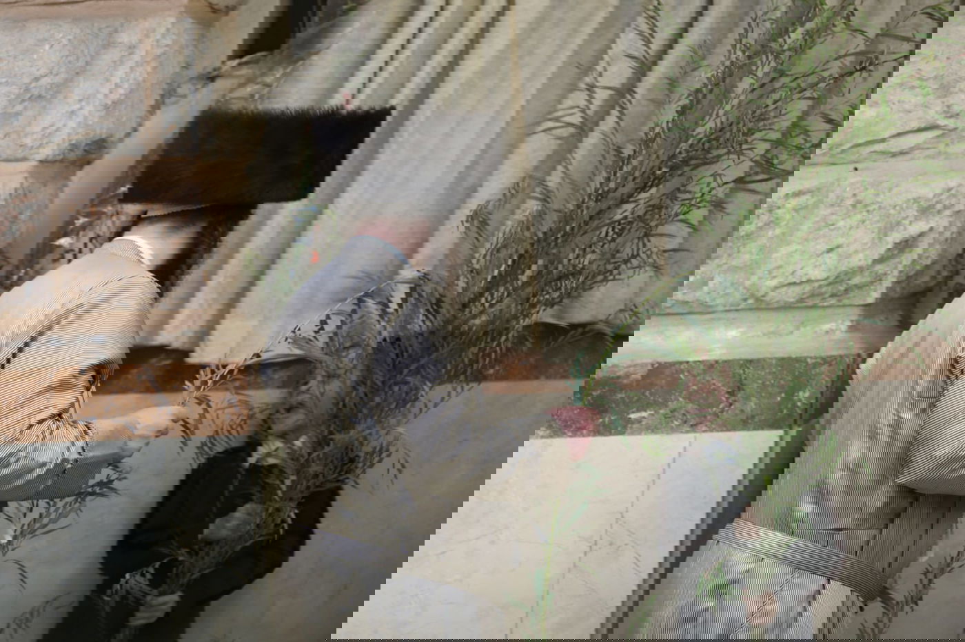 עם קיטל: הירושלמים קנו מורביות להושענות