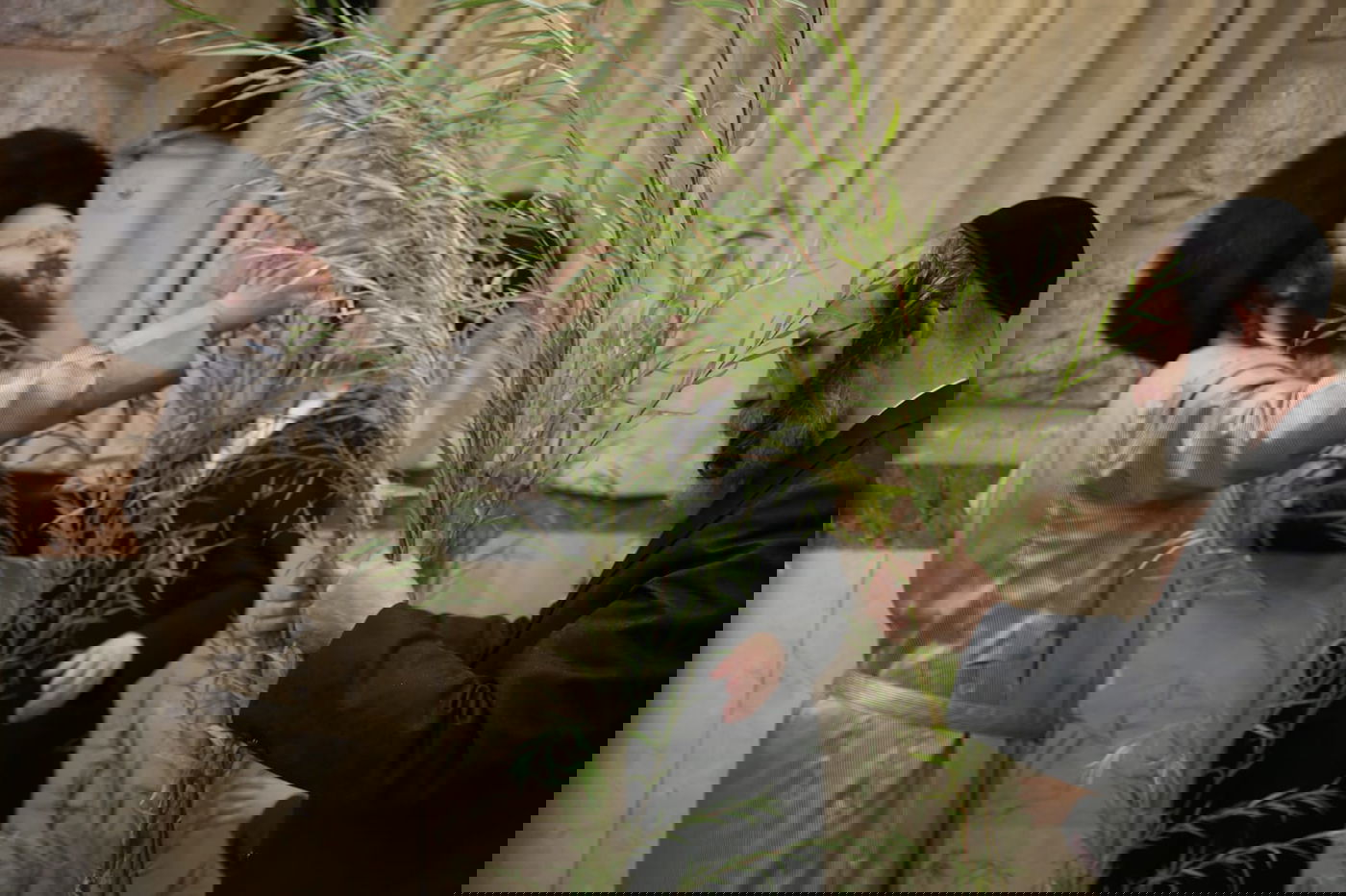 עם קיטל: הירושלמים קנו מורביות להושענות