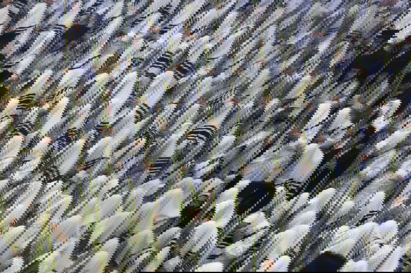 'הושענא רבה' בחסידות תולדות אהרן • צפו