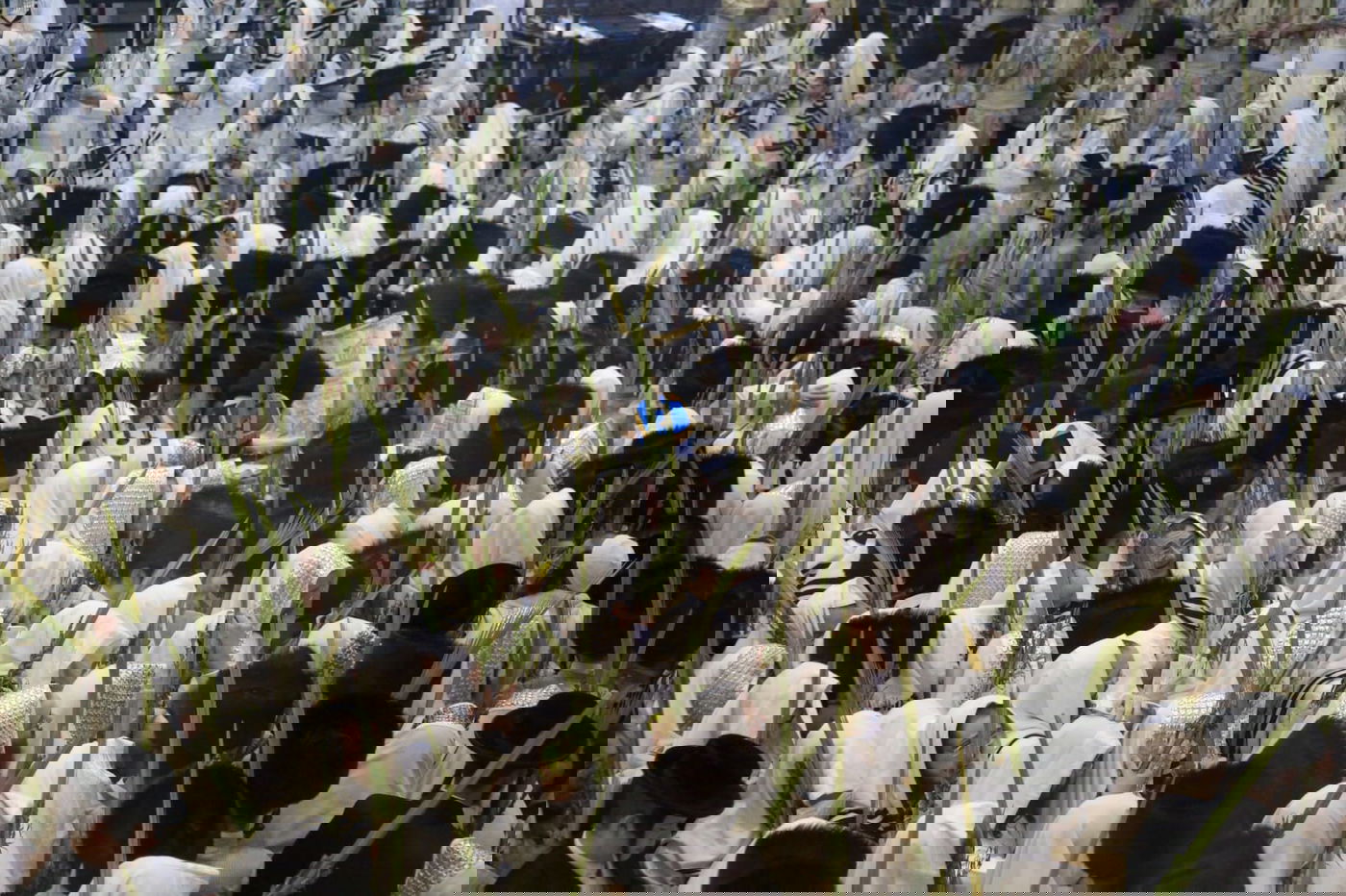 'הושענא רבה' בחסידות תולדות אהרן • צפו