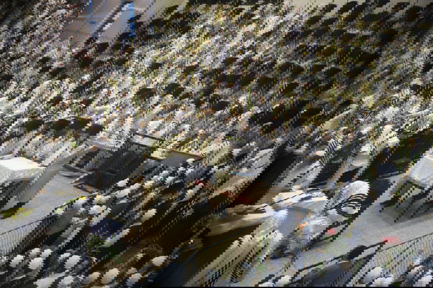 'הושענא רבה' בחסידות תולדות אהרן • צפו