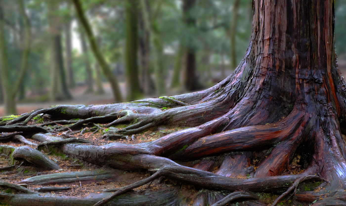 הכירו את שורשים: הארגון שמונע התבוללות
