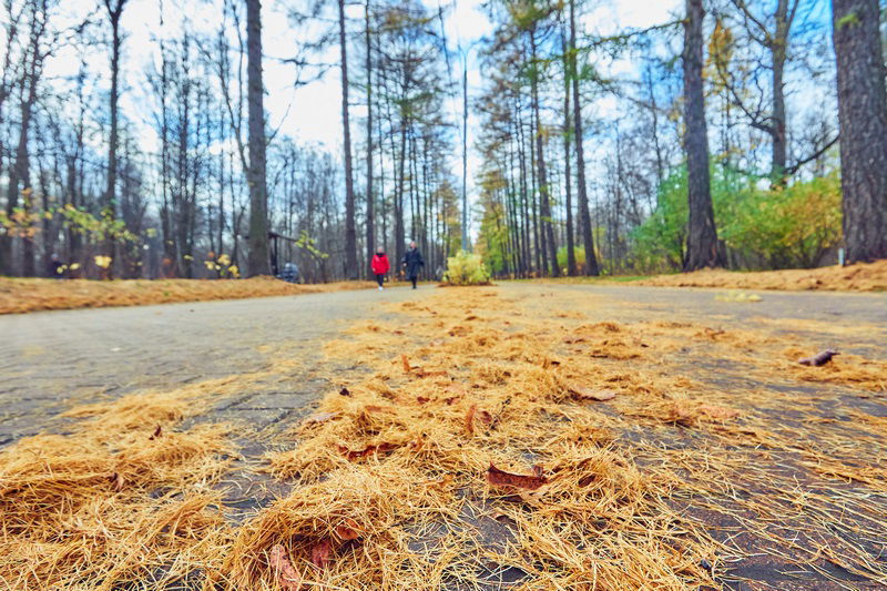 'סתיו הזהב' בפארק הגדול ביותר של אירופה • גלריה מרהיבה