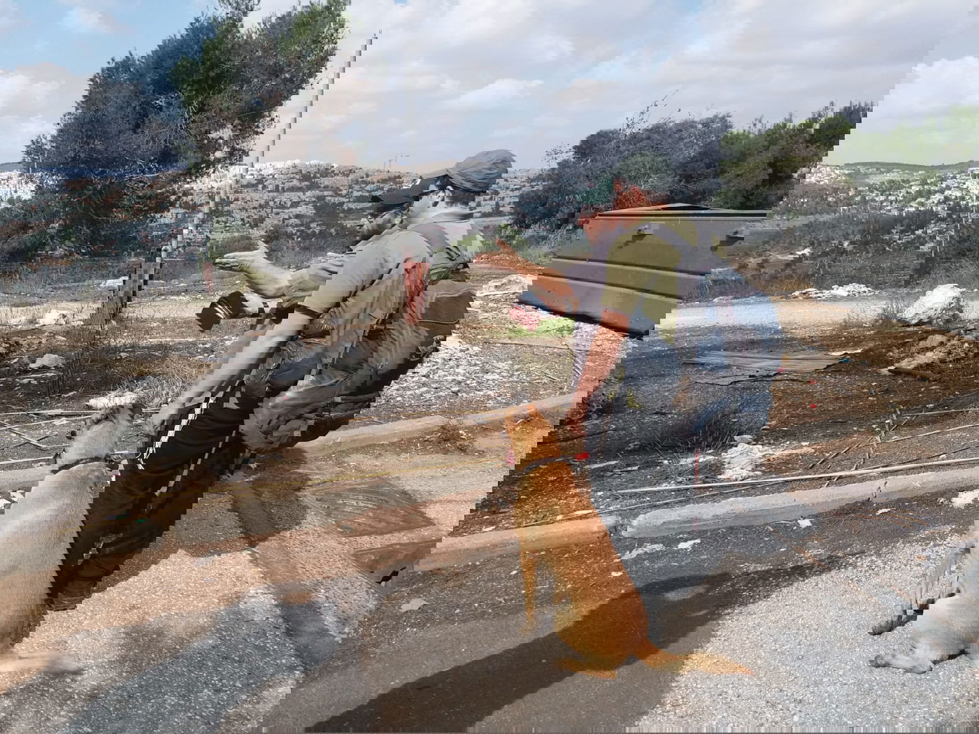 תיעוד: חיפושים נרחבים אחרי יוכבד קורן, נעדרת חרדית