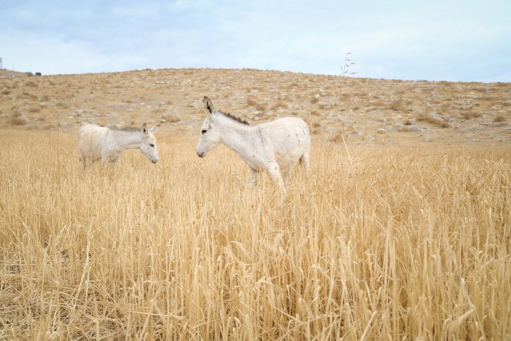 התחזית: היום יהיה נעים; עד שבת - יתקרר