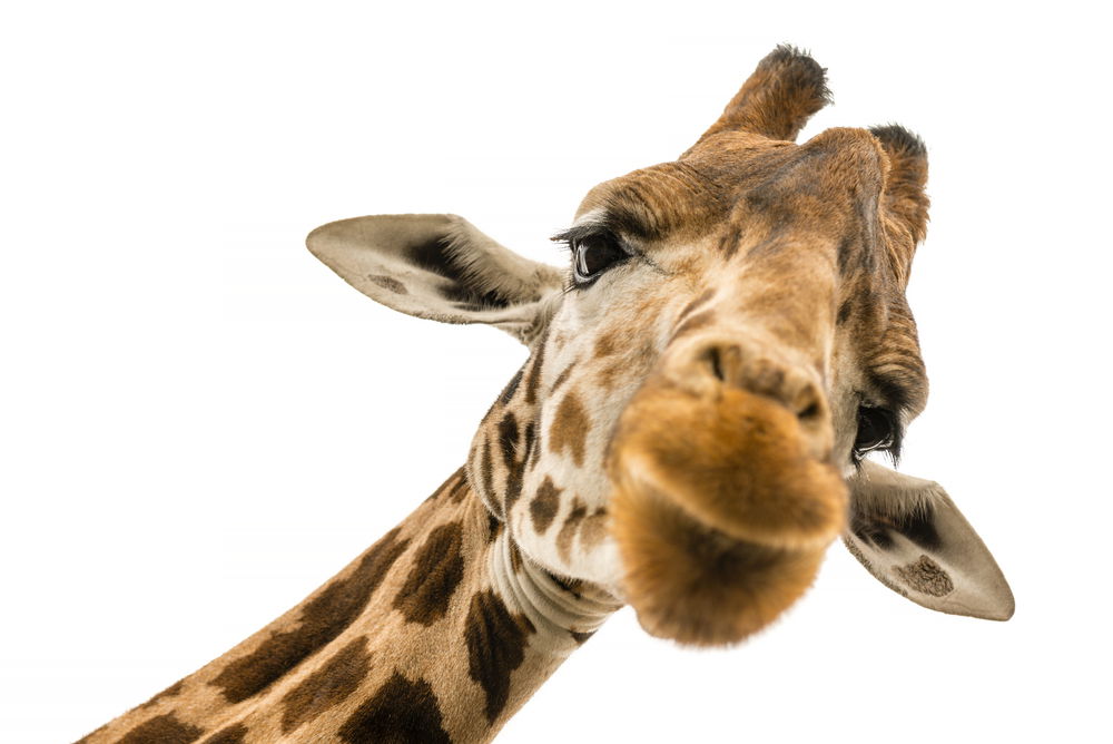 פרשת נח: האם באמת מותר לאכול ג'ירפה?