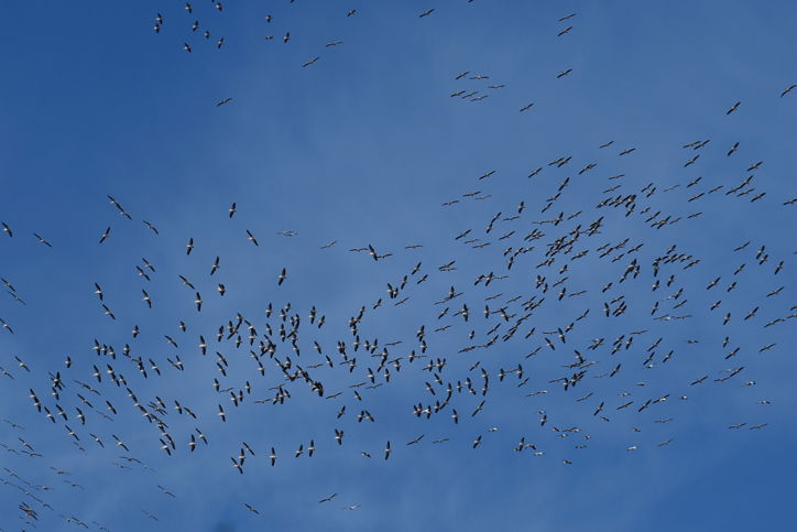 ציפורים נודדות מעל תל אביב