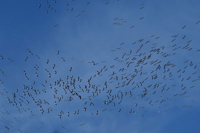 ציפורים נודדות מעל תל אביב
