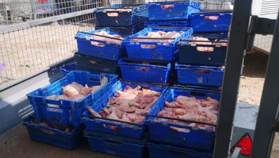 אלפי עופות וטונות של בשר שאינו ראוי לאכילה נתפסו