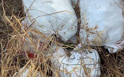 האבוקדו שנמצא בשקים
