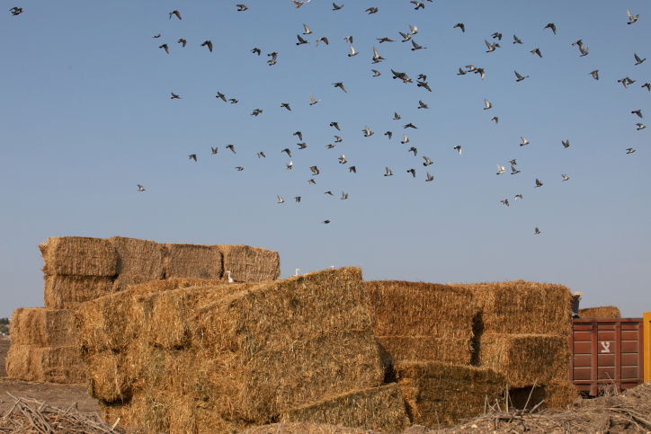 ציפורים נודדות בעמק יזרעאל