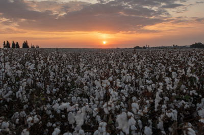 שקיעה בשדה כותנה ליד תימורים