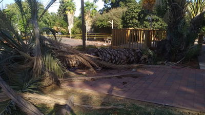 אילוסטרציה