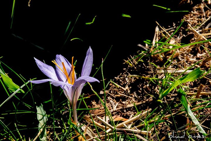 הפרחים הנדירים שברמת הגולן: צפו בגלריה