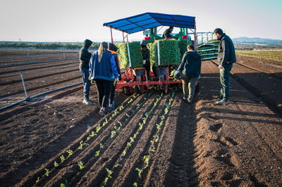 קטיף זעתר אתמול בעמק יזרעאל