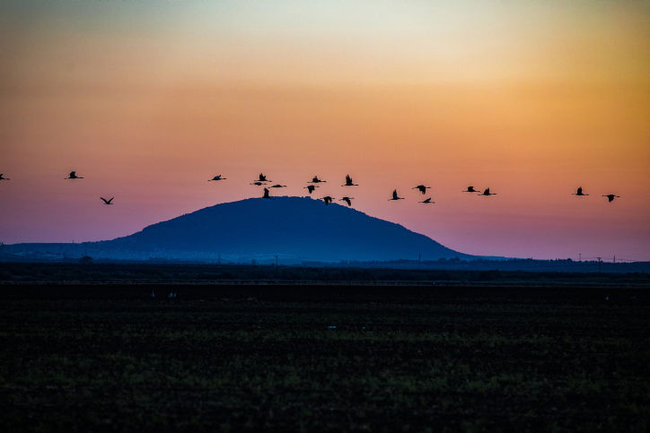 עגורים בעמק יזרעאל