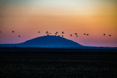 עגורים בעמק יזרעאל