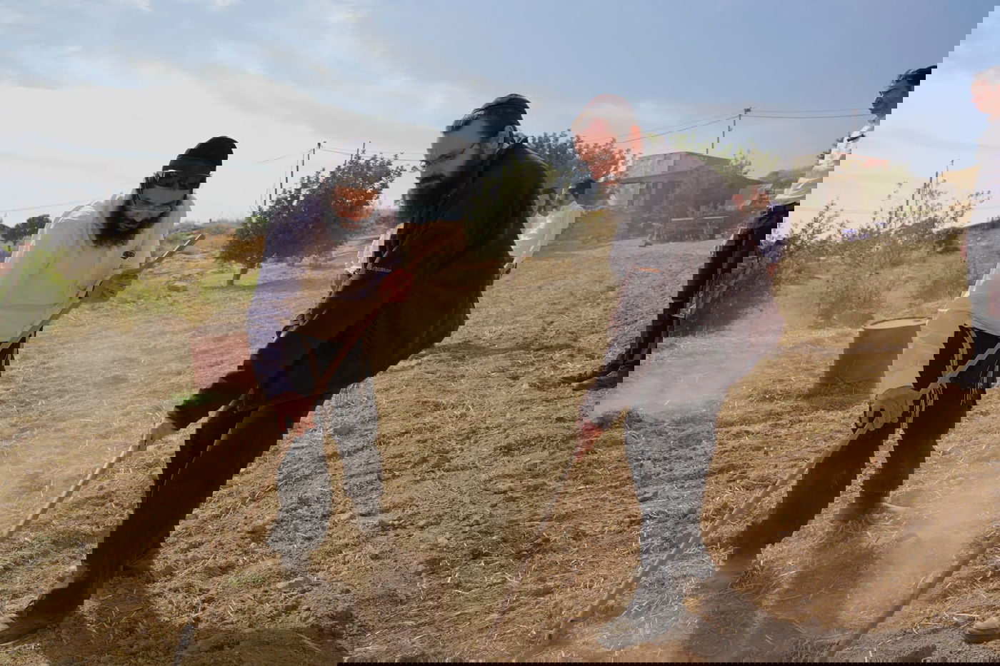 עם התפילין לראשם: האברכים יצאו לזרוע חיטים