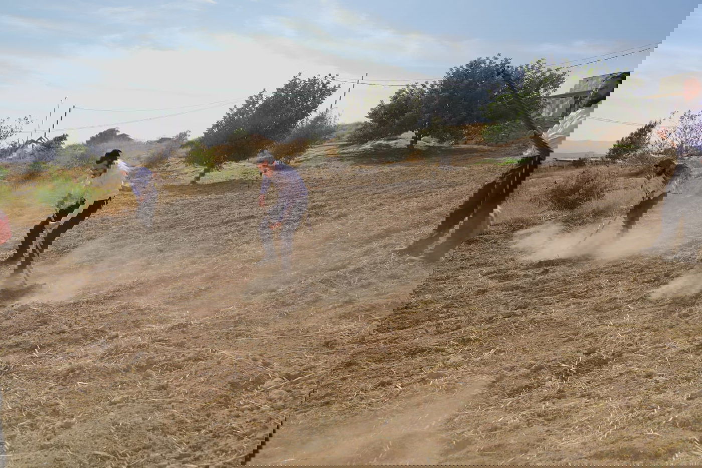 עם התפילין לראשם: האברכים יצאו לזרוע חיטים