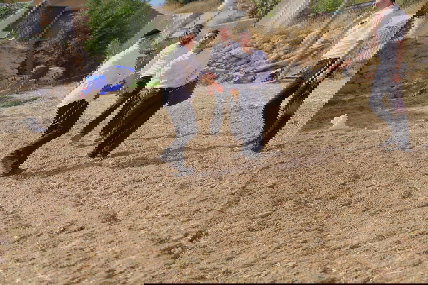 עם התפילין לראשם: האברכים יצאו לזרוע חיטים