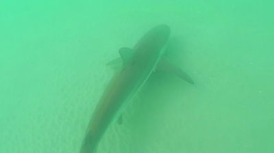 כריש תועד בתחנת הכוח של חברת החשמל