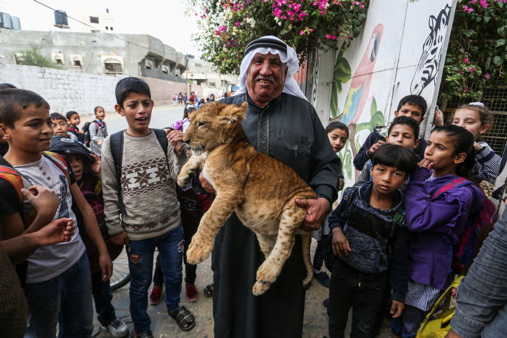 תיעוד: ילדי עזה השתעשעו עם גורי האריות