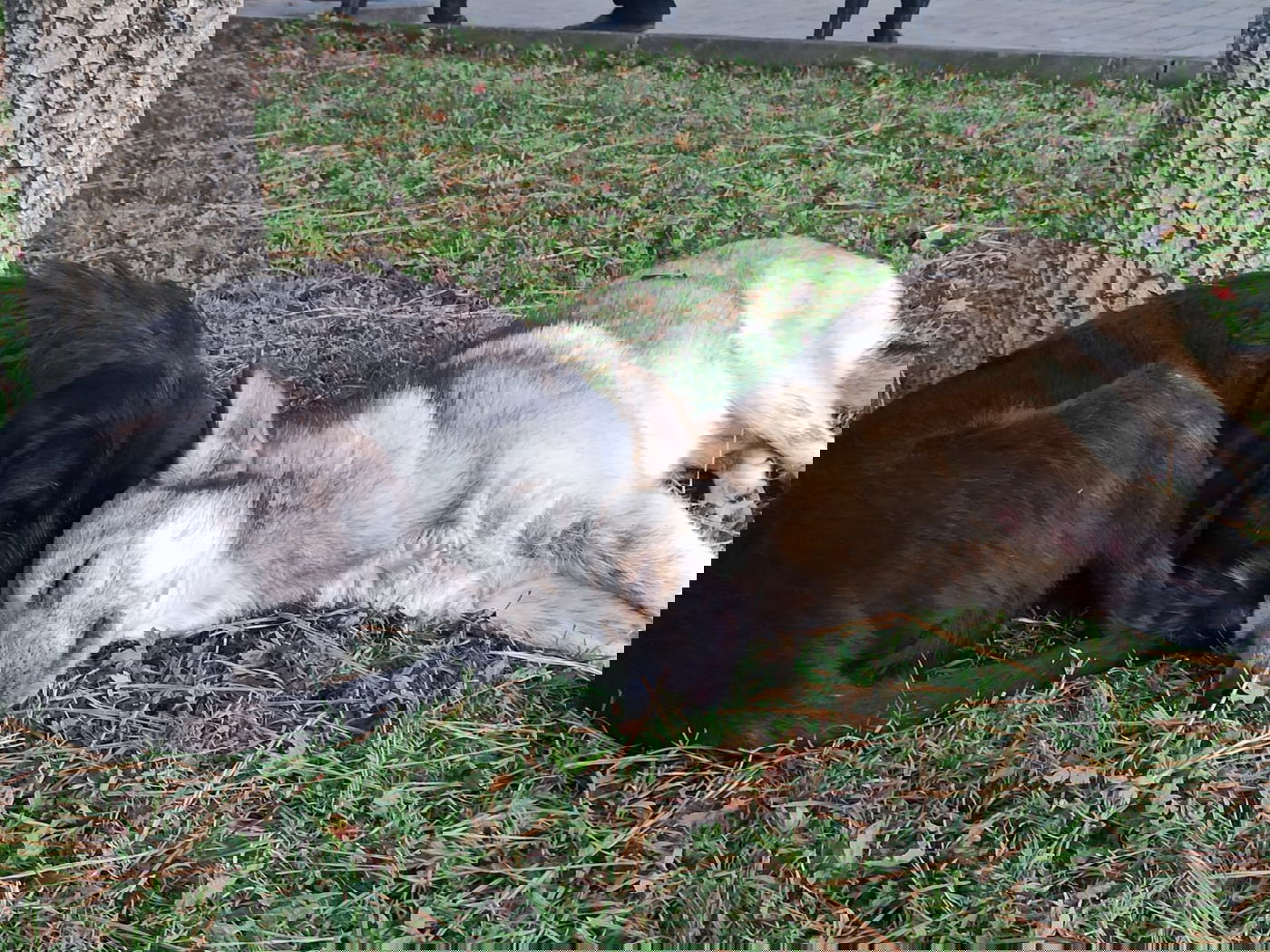 יופי גיאורגי כזה עוד לא ראיתם • תיעוד נרחב