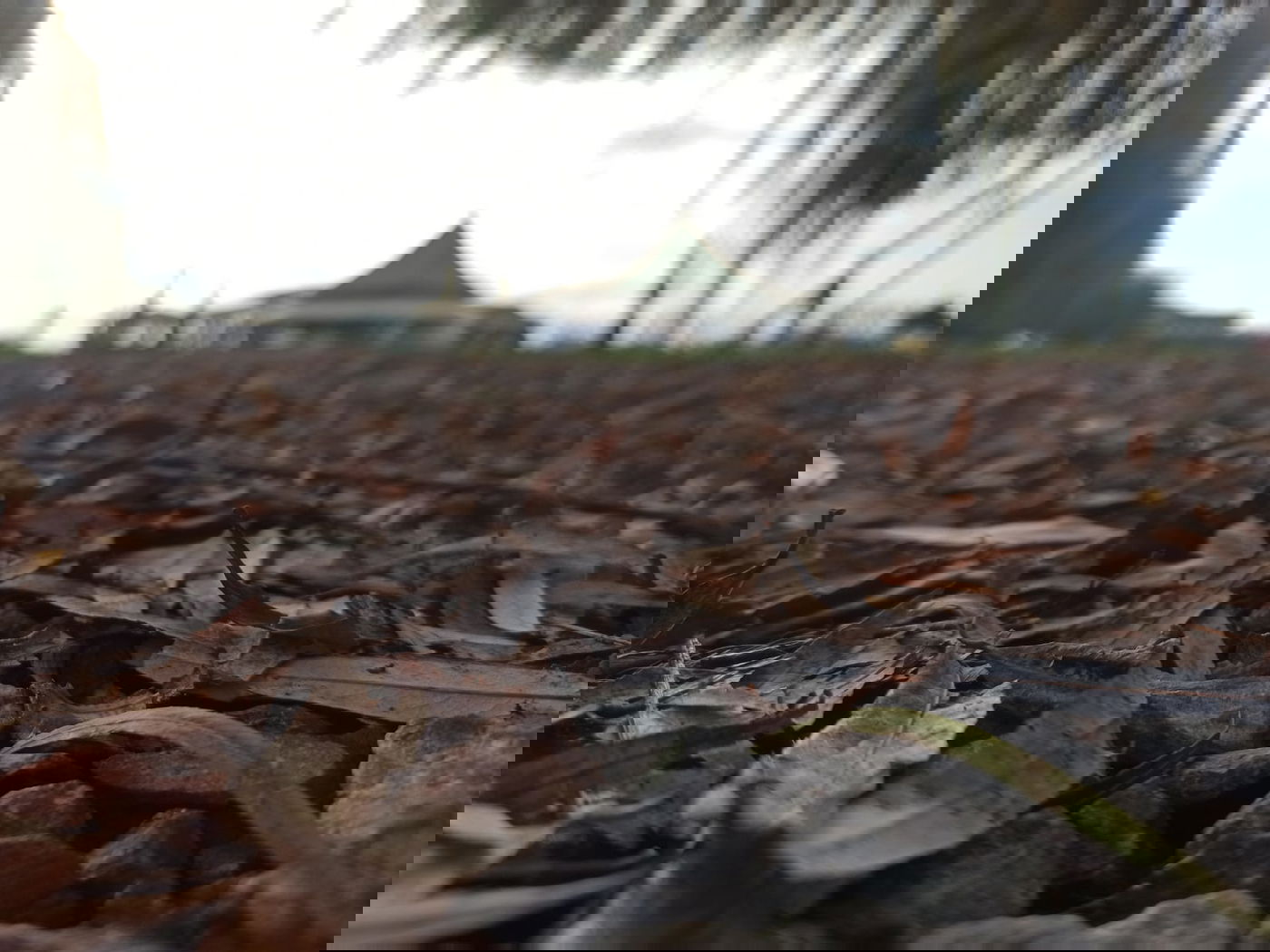 יופי גיאורגי כזה עוד לא ראיתם • תיעוד נרחב