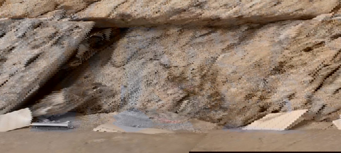 צפו: הגוזל הקטן יצא מתוך הקן שבתוך הכותל