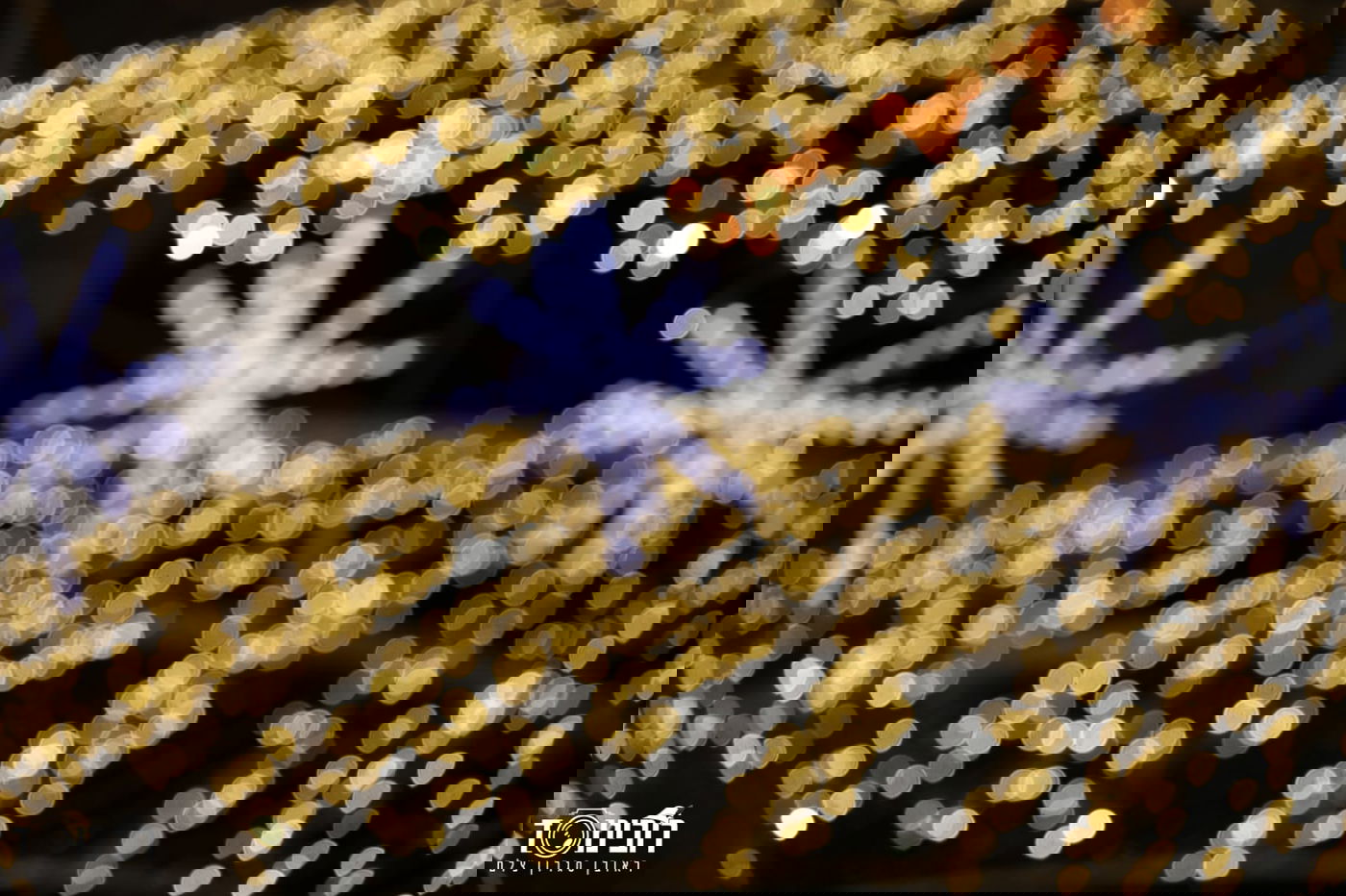 סיור לילה בוינה הקסומה דרך עדשת המצלמה