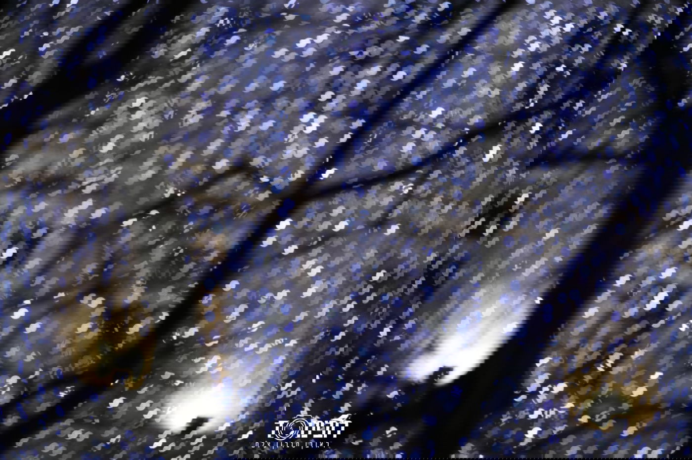 סיור לילה בוינה הקסומה דרך עדשת המצלמה