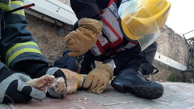 חילוץ החתול