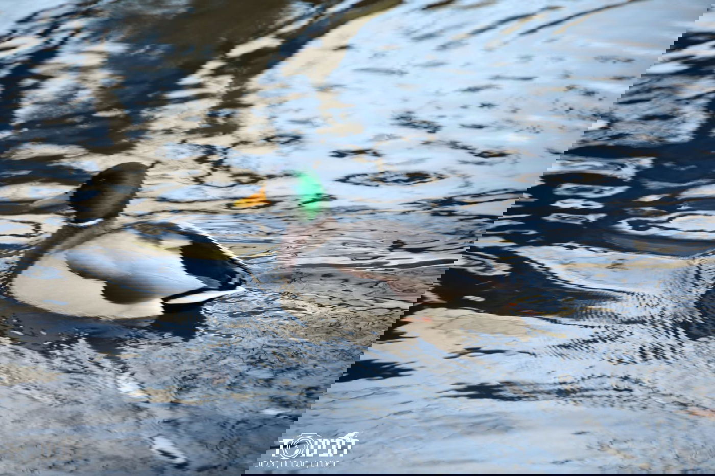 עיר הבירה האוסטרית דרך עדשת המצלמה