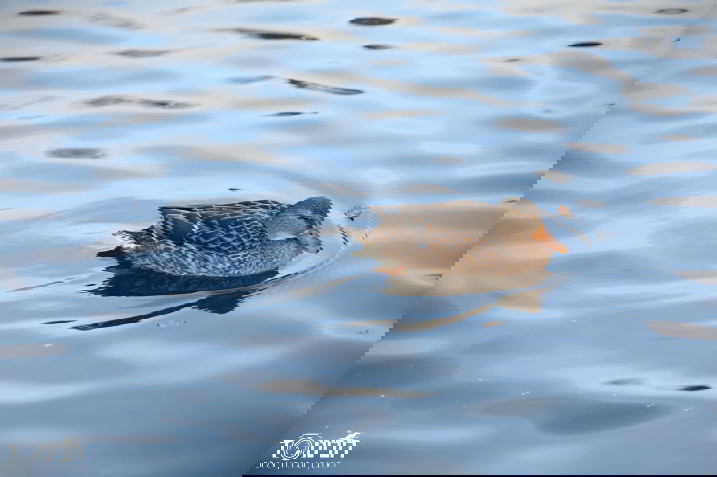 עיר הבירה האוסטרית דרך עדשת המצלמה