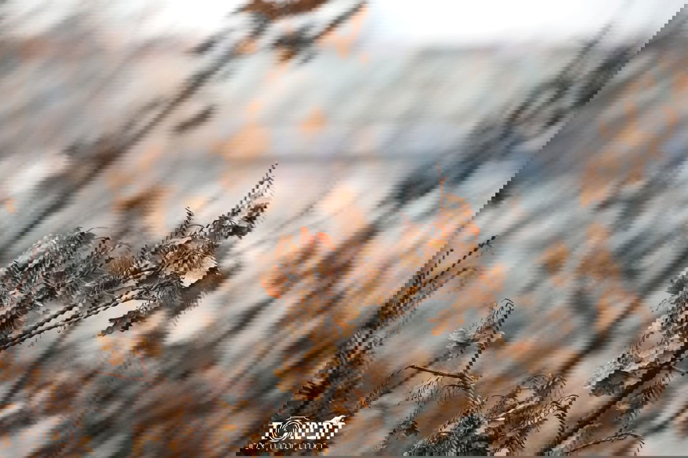 עיר הבירה האוסטרית דרך עדשת המצלמה