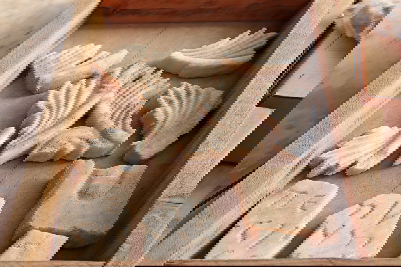 חפירה באשקלון חשפה מה האוכל שהכובשים הרומאים אהבו