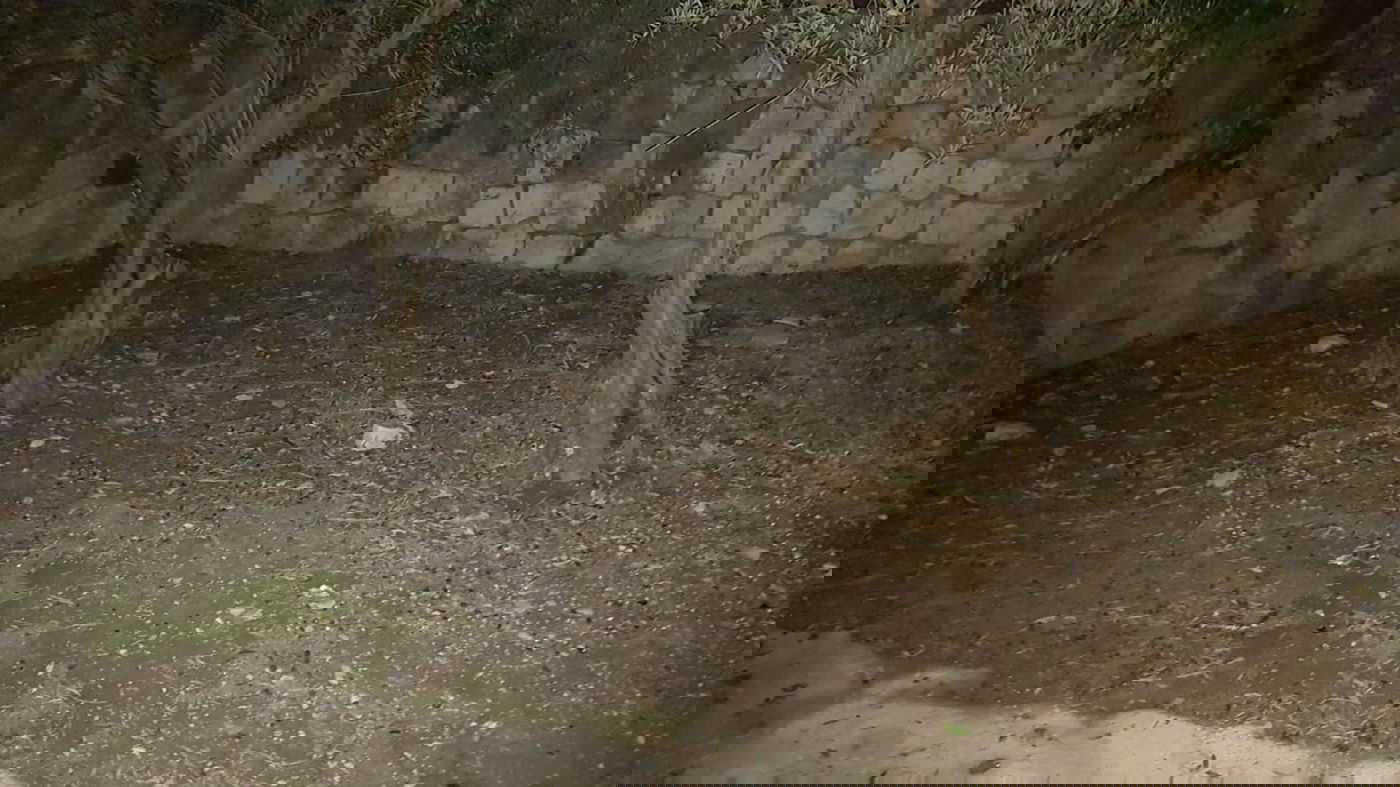 יהודי מימן, מוסלמים שיפצו את מערת האמורא רבי יהושע