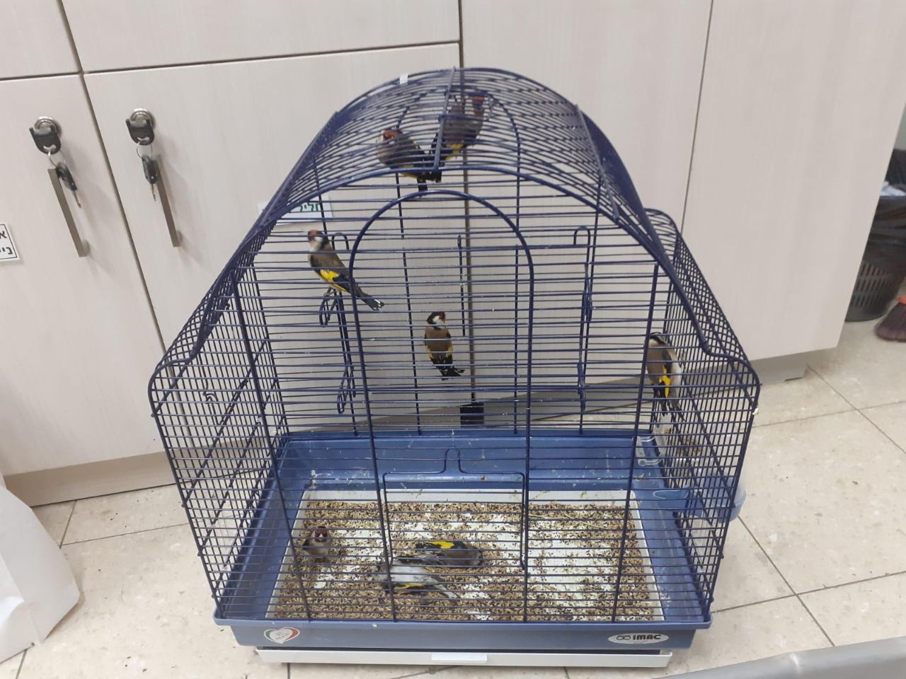 סוכל ניסיון ההברחה של ציפורים - מירדן לישראל