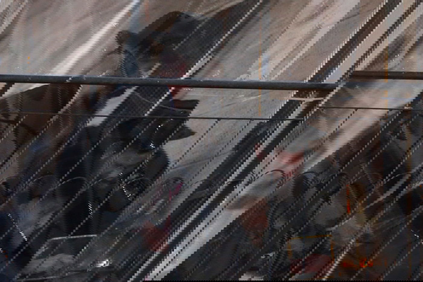 זקן ראשי הישיבות הגרמ"ד סולובייצ'יק בהדלקת נרות חנוכה