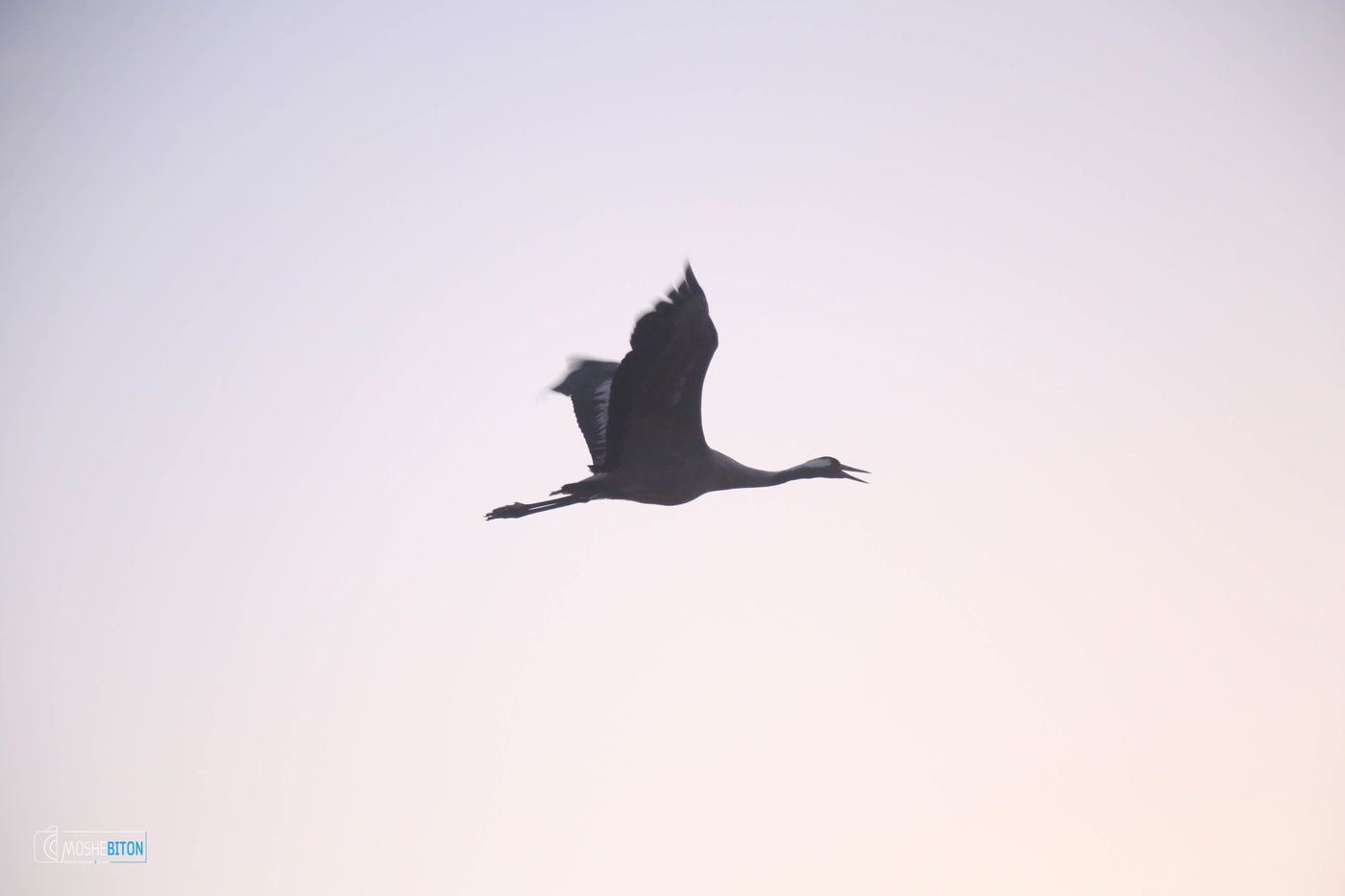 העופות הנודדים, בעמק החולה הקסום