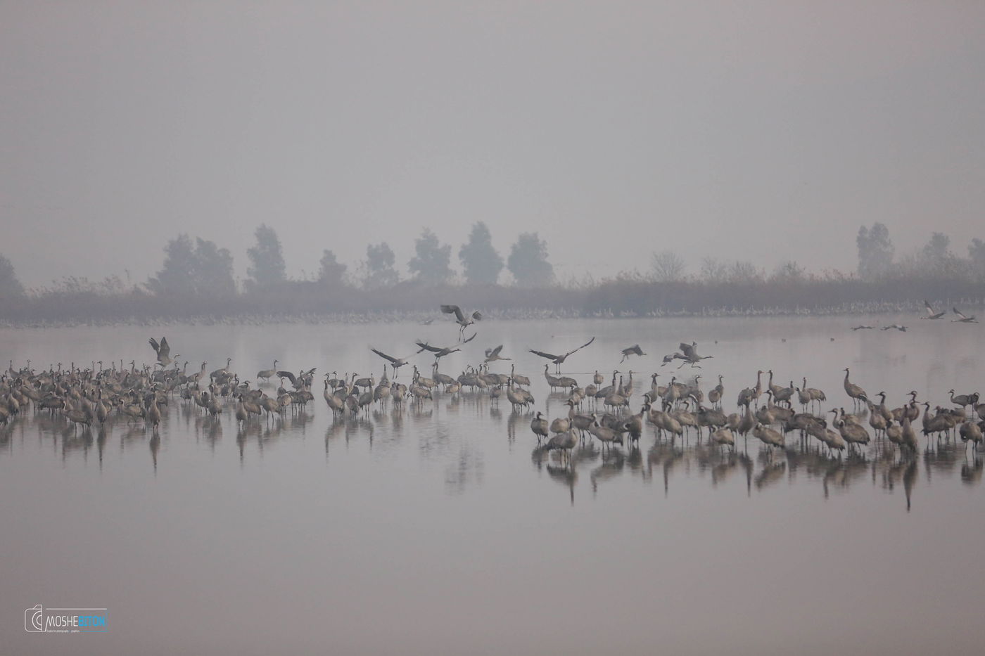 העופות הנודדים, בעמק החולה הקסום
