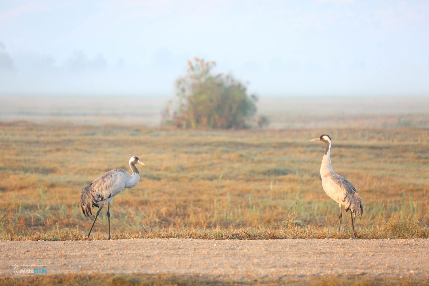 העופות הנודדים, בעמק החולה הקסום