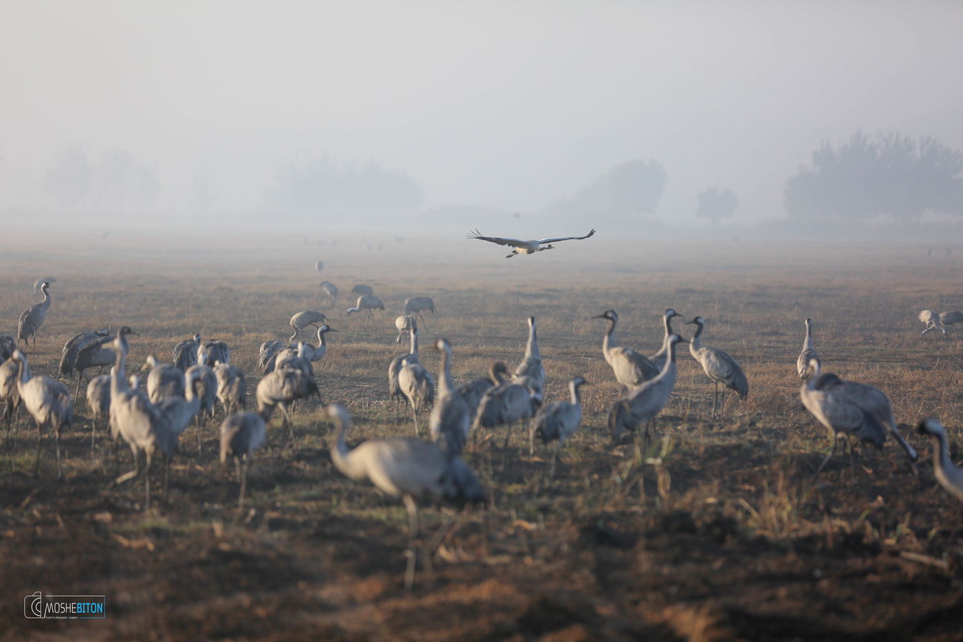 העופות הנודדים, בעמק החולה הקסום