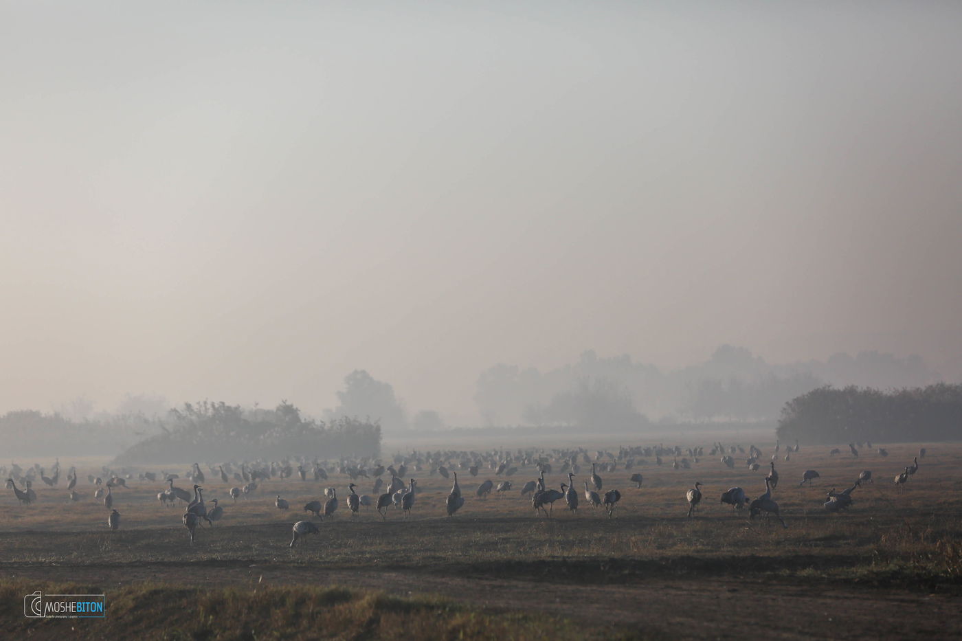העופות הנודדים, בעמק החולה הקסום